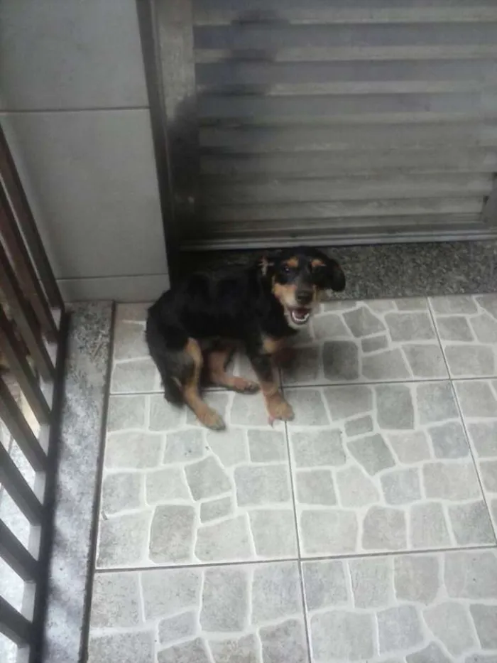 Cachorro ra a srd idade 7 a 11 meses nome dudu