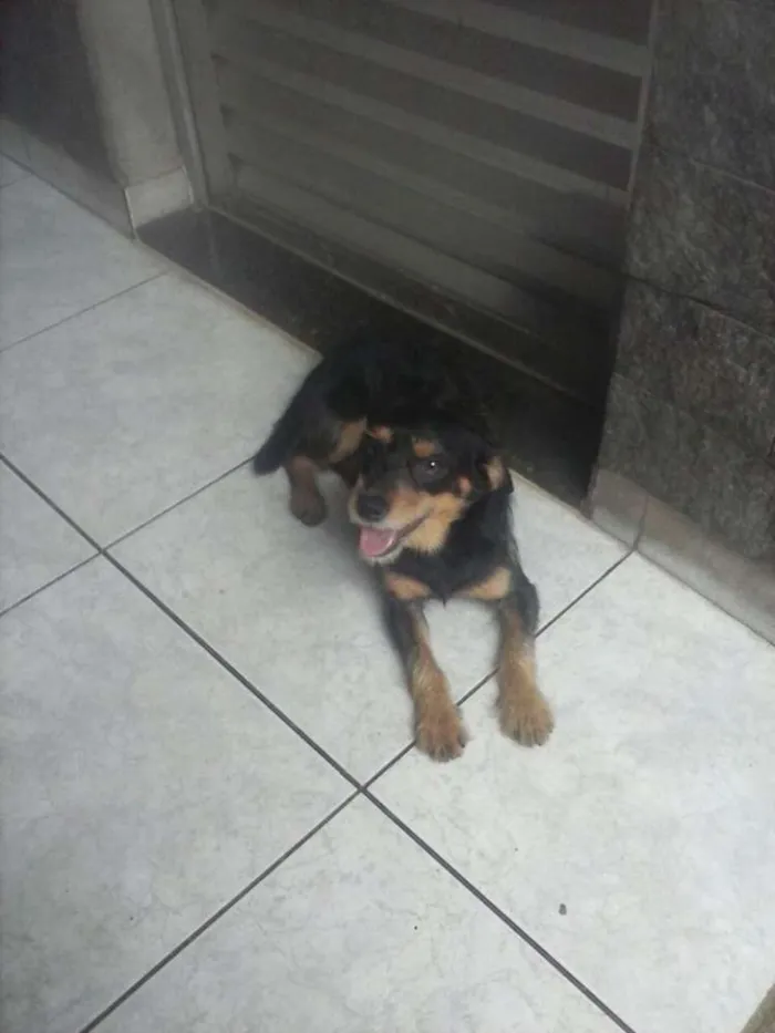 Cachorro ra a srd idade 7 a 11 meses nome dudu