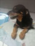 dudu