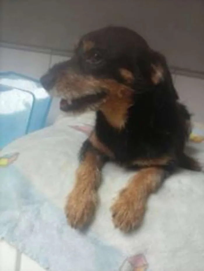 Cachorro ra a srd idade 7 a 11 meses nome dudu