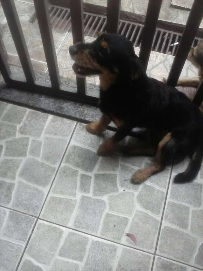 Cachorro ra a srd idade 7 a 11 meses nome dudu