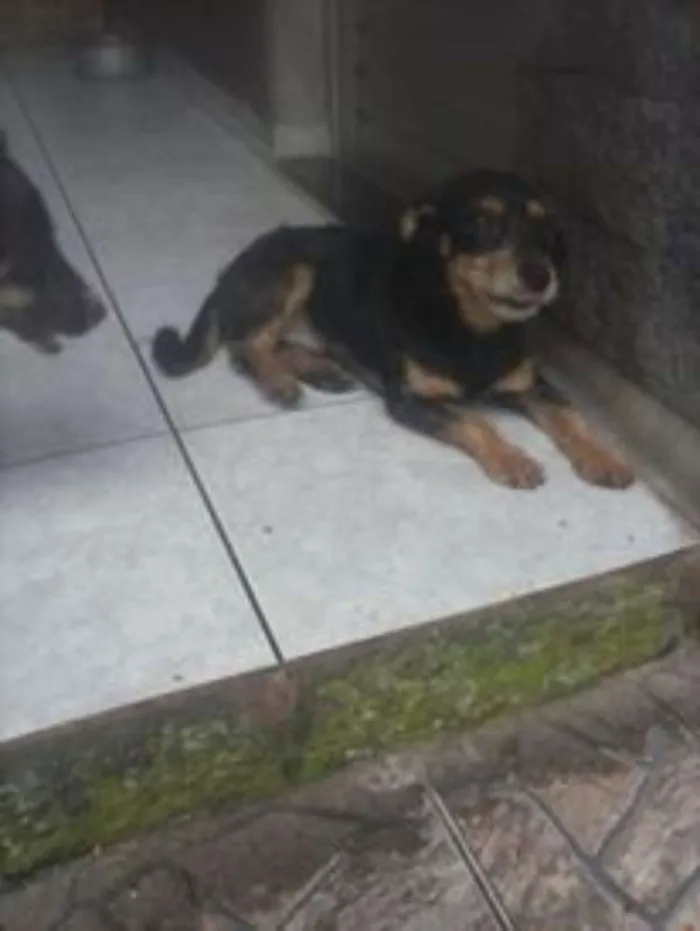 Cachorro ra a srd idade 7 a 11 meses nome dudu