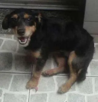 Cachorro ra a srd idade 7 a 11 meses nome dudu