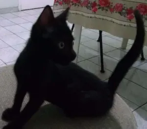 Gato raça Mestiça idade 2 a 6 meses nome Quinha