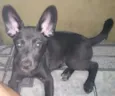 Bella