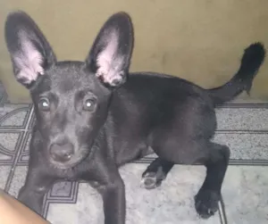 Cachorro raça SRD idade 2 a 6 meses nome Bella