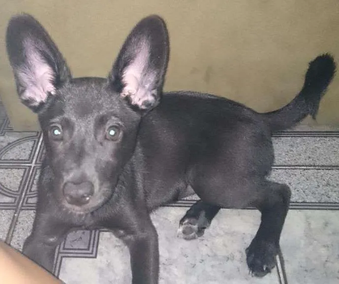 Cachorro ra a SRD idade 2 a 6 meses nome Bella