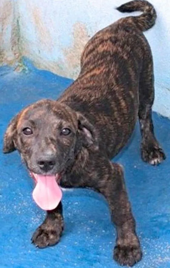 Cachorro ra a  idade 2 a 6 meses nome Aninha Bebezinha