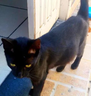 Gato raça Vira lata idade 7 a 11 meses nome Pantera