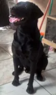 Negão