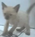 Não tem