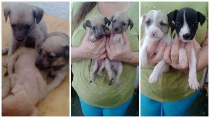 Cachorro raça SRD idade Abaixo de 2 meses nome Doação