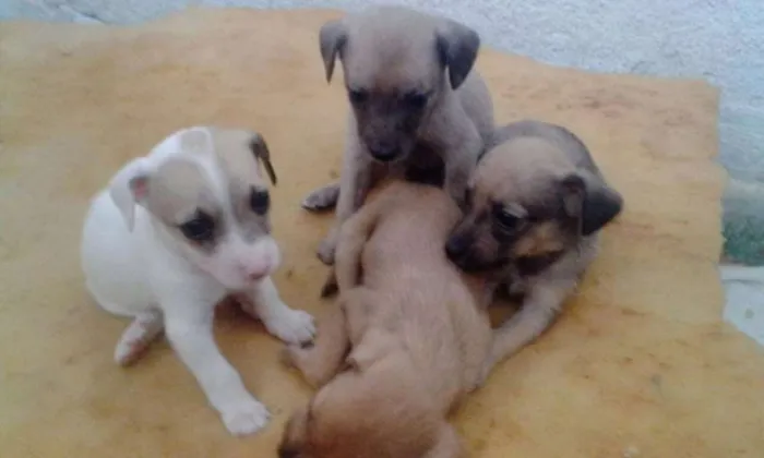 Cachorro raça SRD idade Abaixo de 2 meses nome Doação