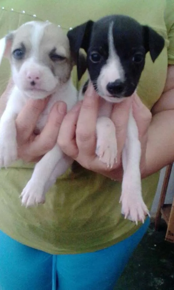 Cachorro raça SRD idade Abaixo de 2 meses nome Doação