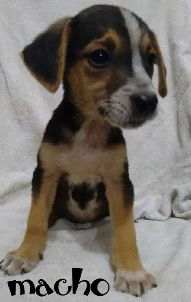 Cachorro raça Viralata idade 2 a 6 meses nome Filhotes