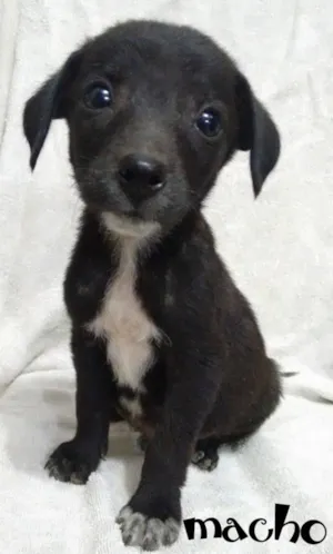 Cachorro raça Viralata idade 2 a 6 meses nome Filhotes