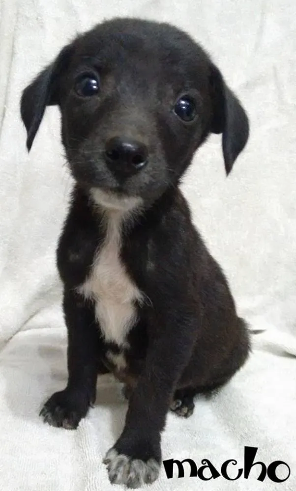 Cachorro raça Viralata idade 2 a 6 meses nome Filhotes