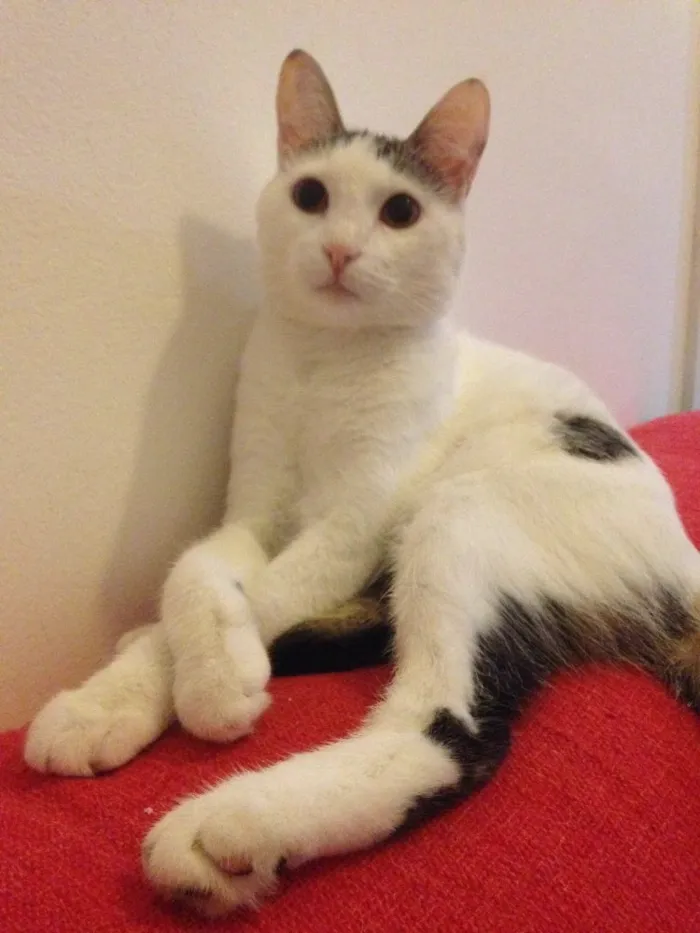 Gato ra a  idade 1 ano nome Céu