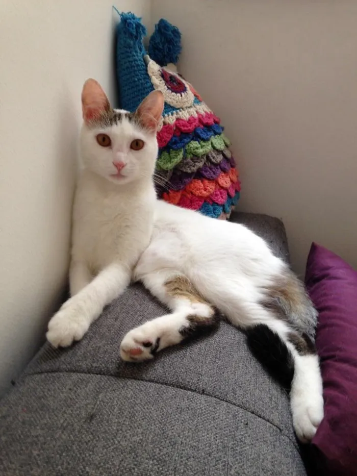 Gato ra a  idade 1 ano nome Céu