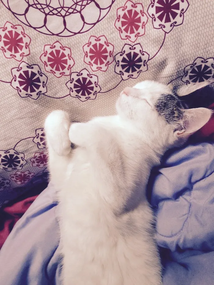 Gato ra a  idade 1 ano nome Céu