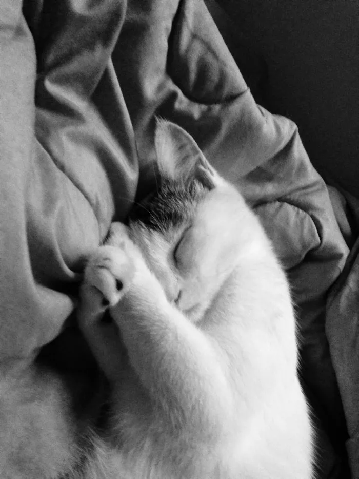 Gato ra a  idade 1 ano nome Céu