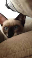 Bartolomeu