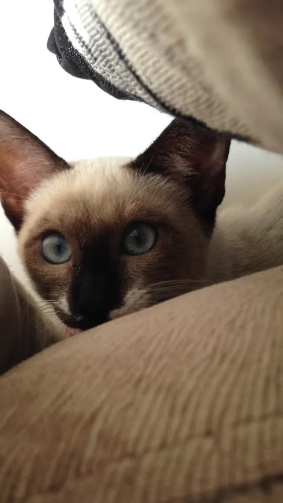 Gato raça siamês (não confirmado) idade 1 ano nome Bartolomeu