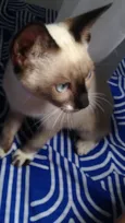 Bartolomeu