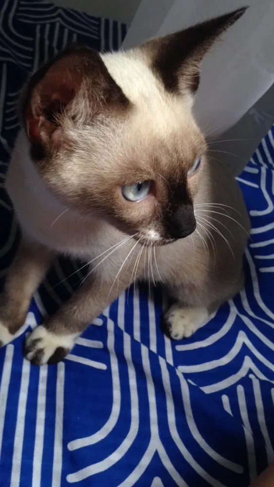 Gato raça siamês (não confirmado) idade 1 ano nome Bartolomeu