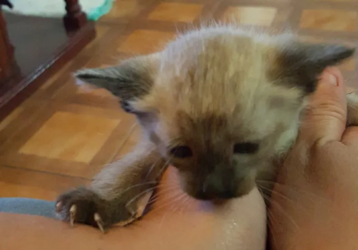 Gato ra a Siamês  idade Abaixo de 2 meses nome Sem nome