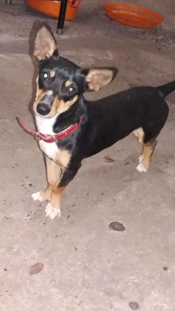 Cachorro raça Pinscher 2 idade 7 a 11 meses nome Pipoca