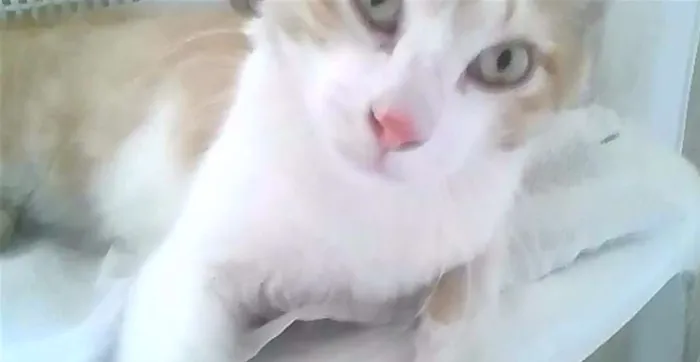 Gato raça Mestiço idade Abaixo de 2 meses nome sem nome