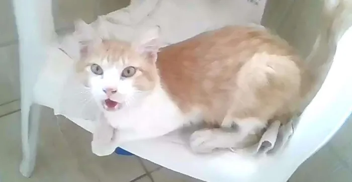 Gato raça Mestiço idade Abaixo de 2 meses nome sem nome