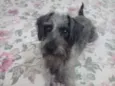 Dudu