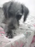 Dudu