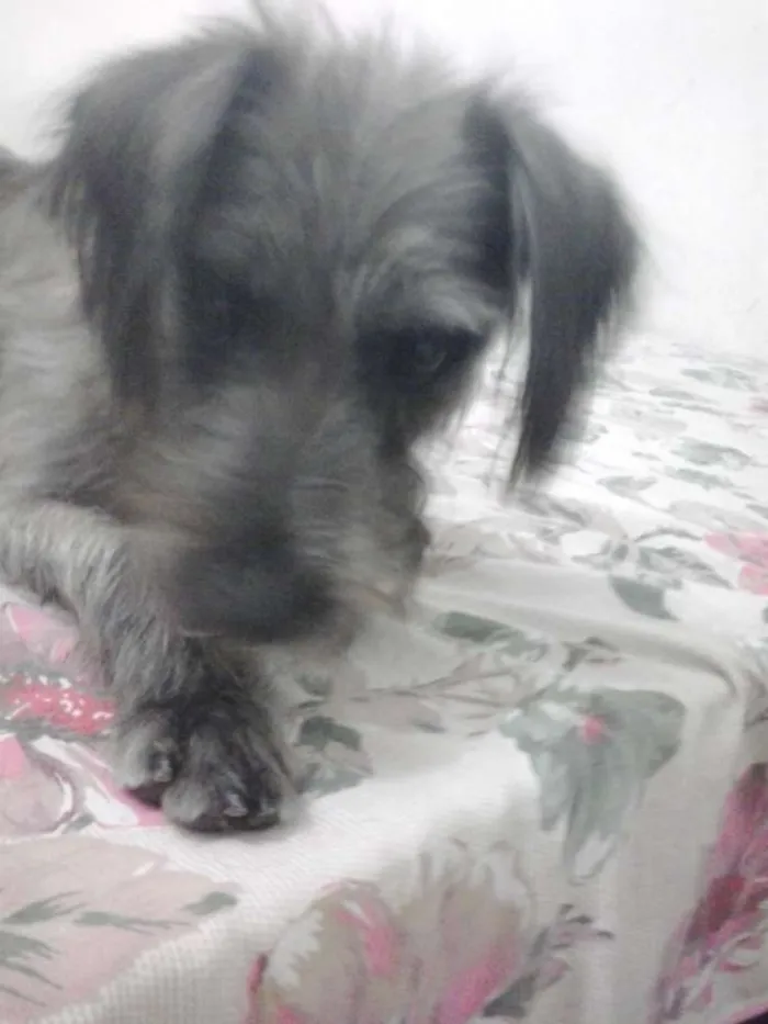 Cachorro ra a SRD idade 7 a 11 meses nome Dudu
