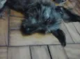 Dudu