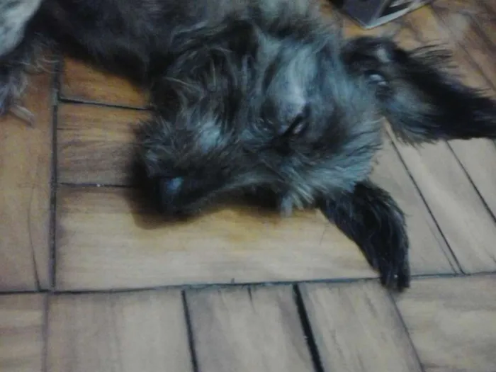 Cachorro ra a SRD idade 7 a 11 meses nome Dudu