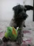 Dudu