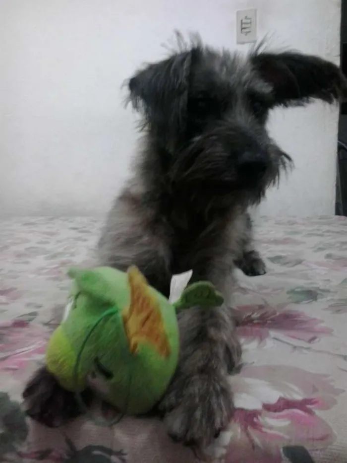 Cachorro ra a SRD idade 7 a 11 meses nome Dudu
