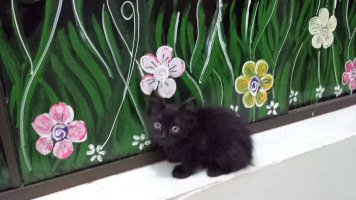 Gato ra a  idade 2 a 6 meses nome Nina