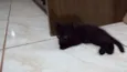 Nina