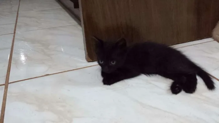 Gato ra a  idade 2 a 6 meses nome Nina