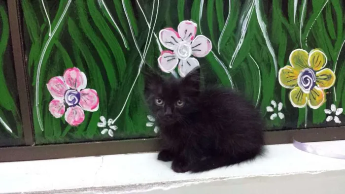 Gato ra a  idade 2 a 6 meses nome Nina