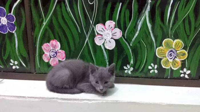 Gato ra a  idade 2 a 6 meses nome Grafite