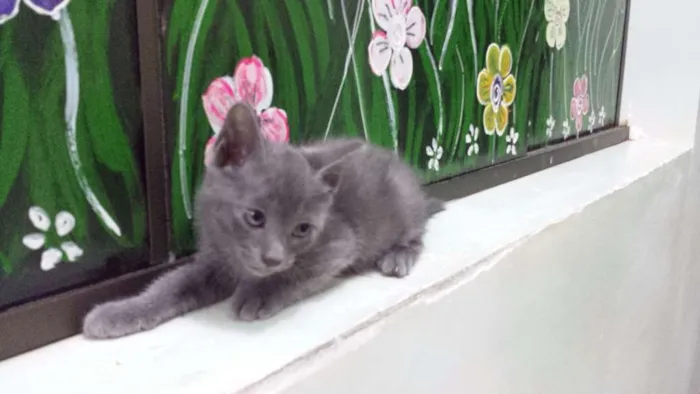 Gato ra a  idade 2 a 6 meses nome Grafite