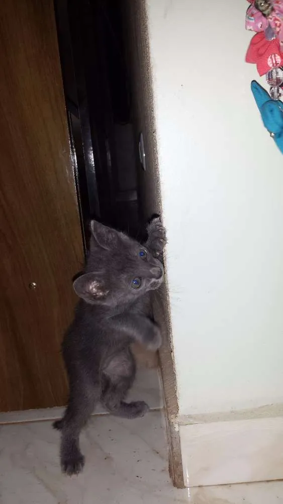 Gato ra a  idade 2 a 6 meses nome Grafite