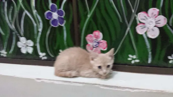 Gato ra a  idade 2 a 6 meses nome Galego
