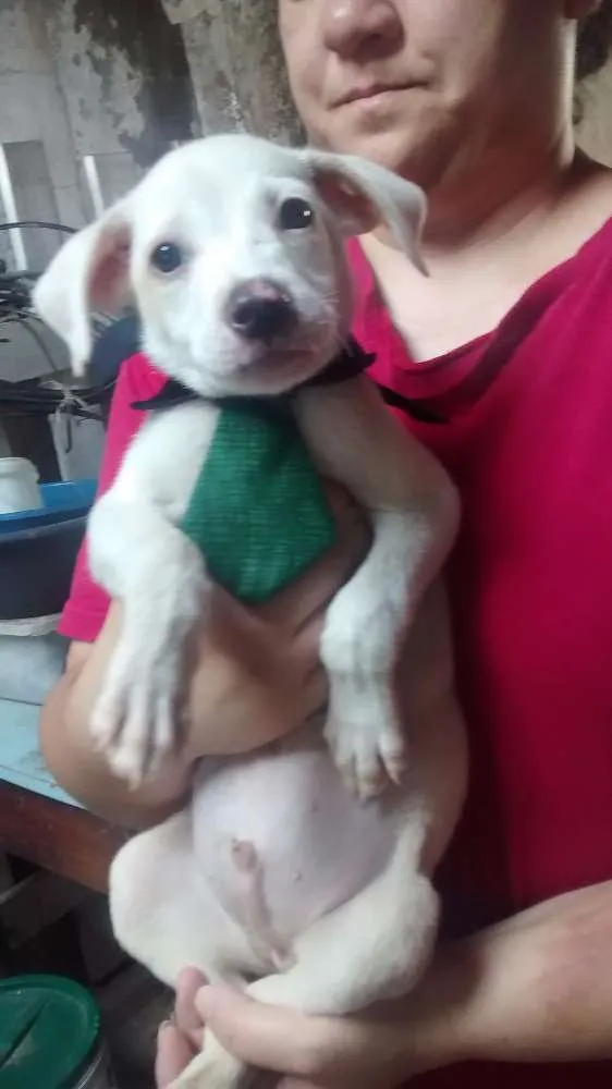 Cachorro ra a SRD idade 2 a 6 meses nome polar