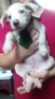 polar